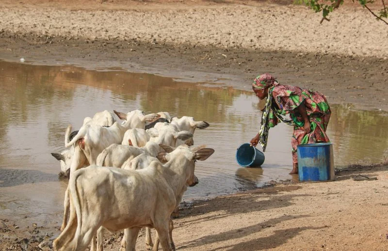 woman skims for drinking water during dry season in northern Ghana